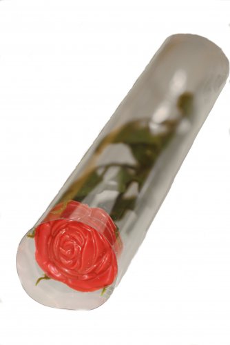 2431 Rozen rood in transparante koker